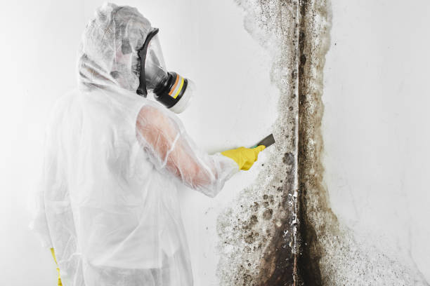 Best Crawl Space Mold Removal  in Attla, AL