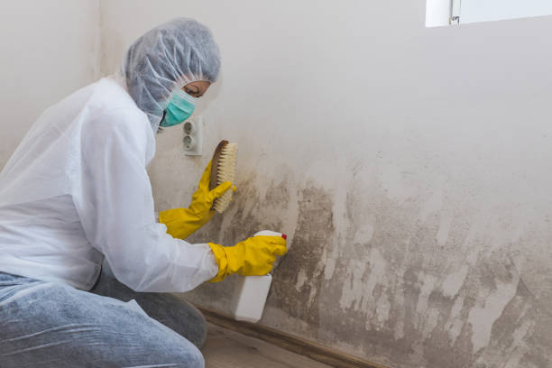 Best Certified Mold Removal  in Attla, AL