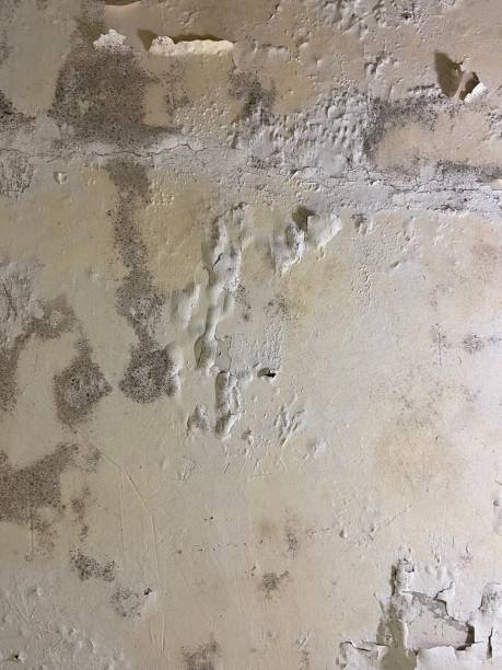 Best Black Mold Removal  in Attla, AL