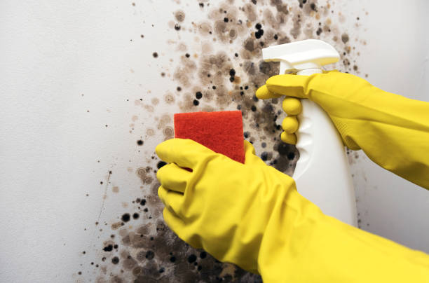 Mold Removal and Inspection in Attalla, AL