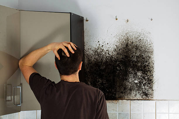 Best Local Mold Removal Service  in Attla, AL