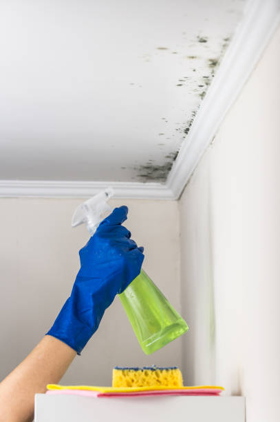 Best Professional Mold Removal  in Attla, AL